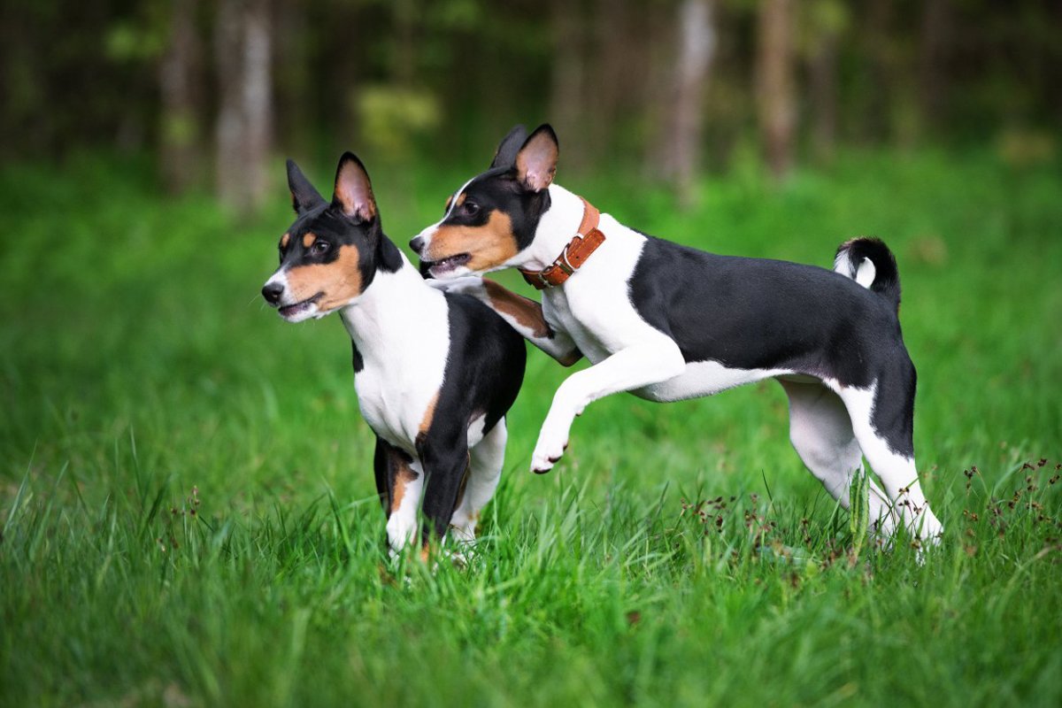 古代犬バセンジーのゲノム解析は犬の進化を読み解く大きな手がかりに