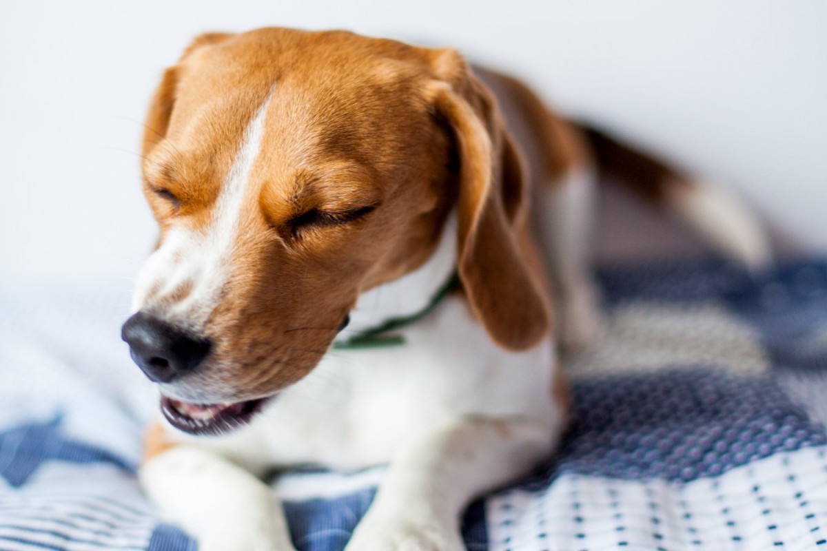 犬もイライラすることがある！5つのサインとストレスを溜めないために飼い主がすべきこと