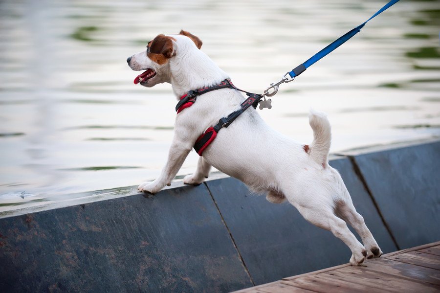 犬の散歩グッズおすすめ18選！リードや首輪から便利な収納バッグまで