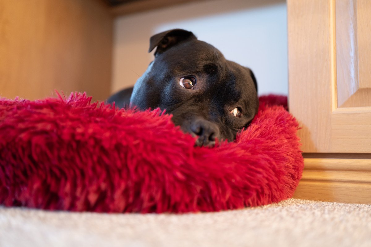 犬が困っているときにみせるサイン３つ　表れやすい仕草や原因、飼い主がしてあげたい対処法まで