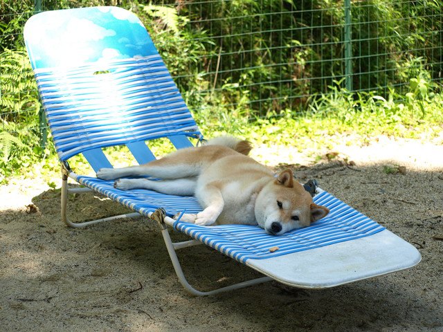 犬が暇を持て余している時の仕草や行動７つ