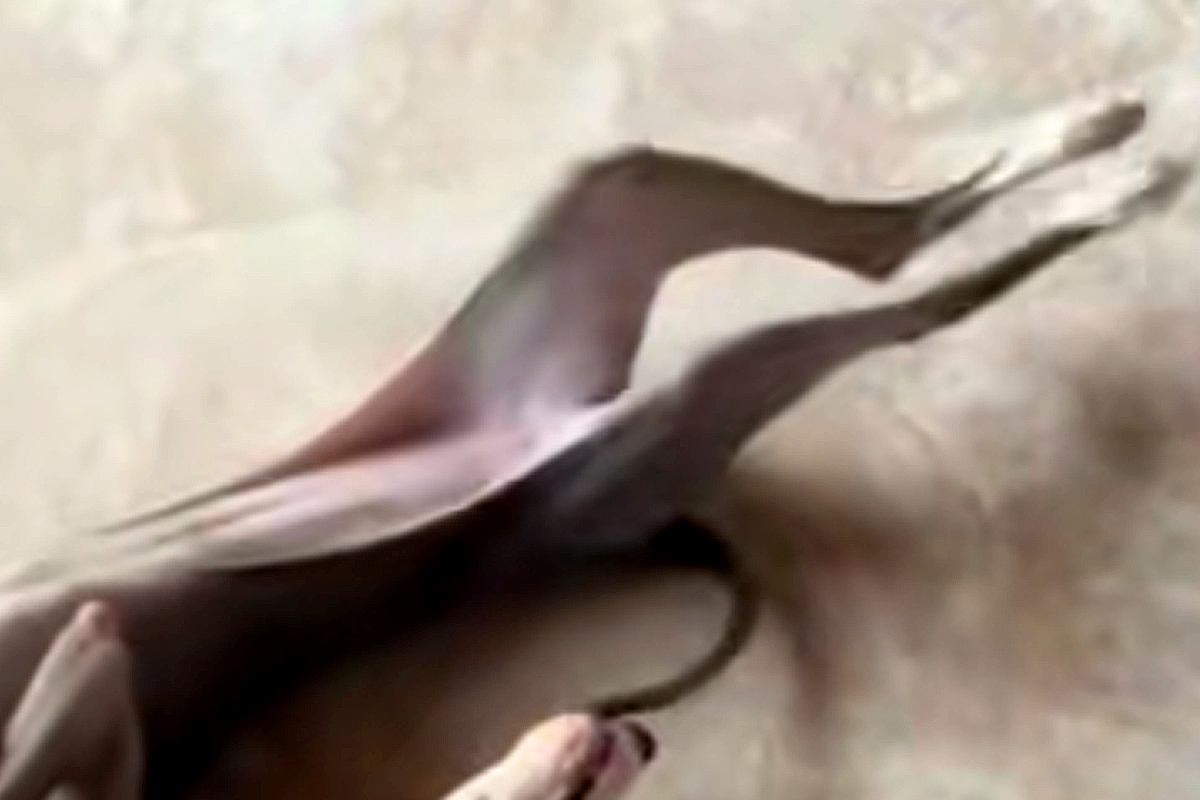 『魚にしか見えないｗｗ』妹犬が兄犬を遊びに誘った結果→クセが強い『まさかの行動』が7万再生「湯引きされたアナゴで草」「犬かどうか怪しい」