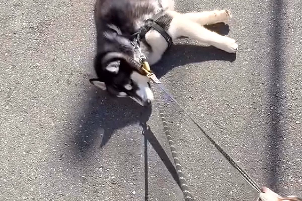 ハスキー犬が『散歩拒否』で動かなくなった結果→呆れた弟犬が…『まさかの光景と結末』に称賛の声「ナイスアシスト」「一生懸命で可愛い」