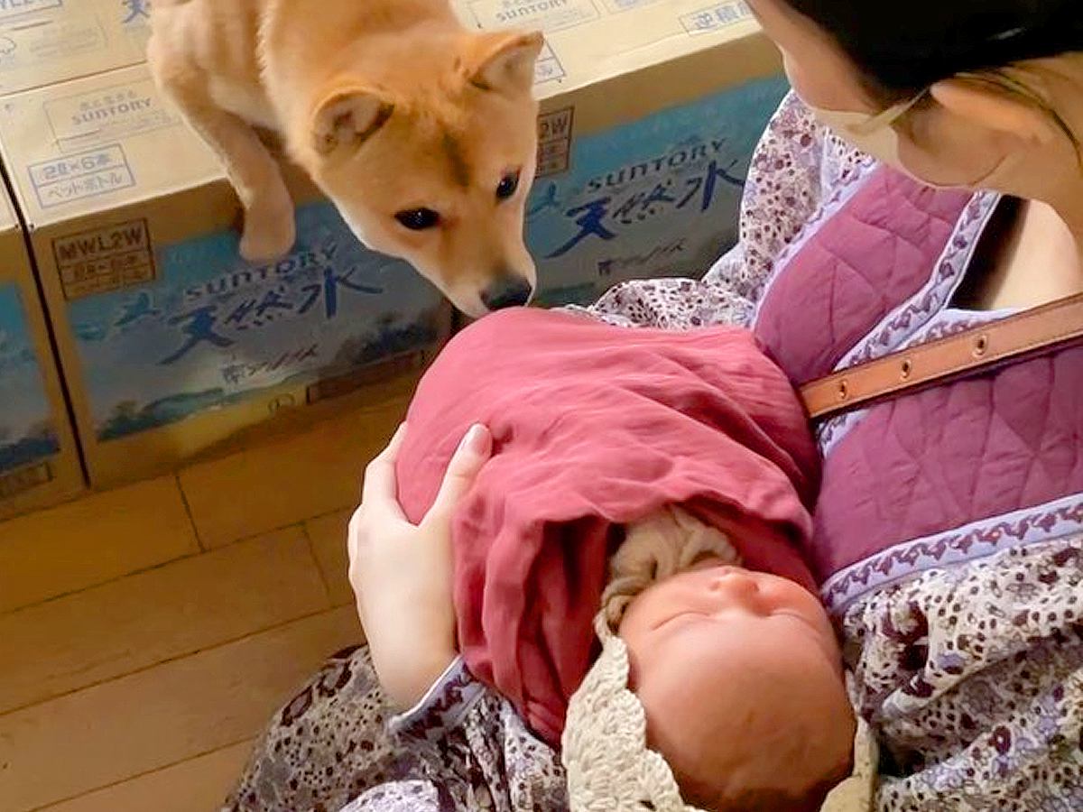 出産で9日間の入院→赤ちゃんと一緒に帰ったら、犬が…あまりにも愛おしい『熱烈大歓迎の様子』が14万再生「最高の兄妹になる」「嬉しそう」