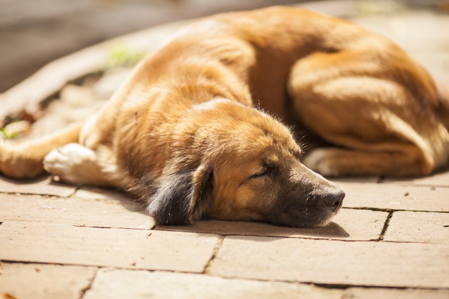 犬の反応から読み取れる８つの病気