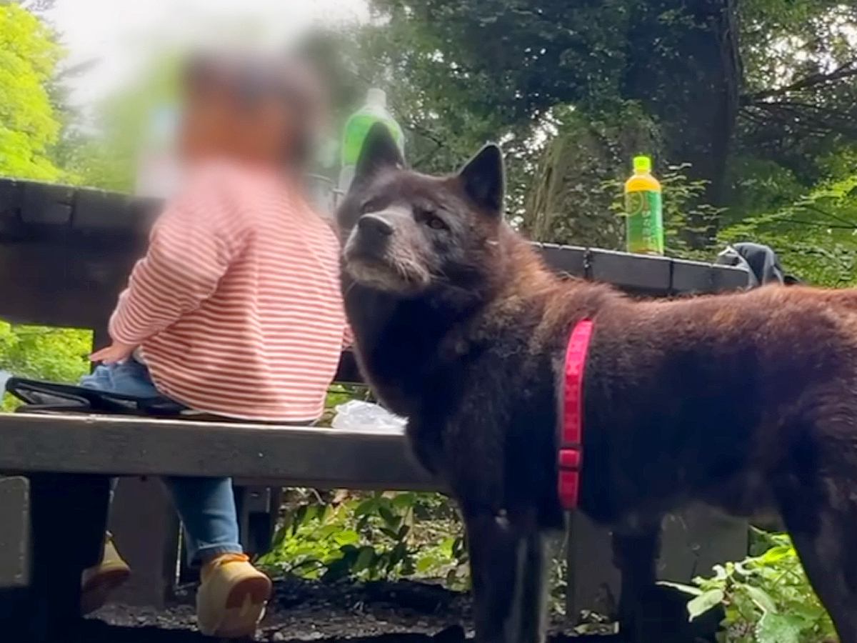 小さな女の子が犬と一緒に山登り→パパがトイレに行った結果…泣けるほど尊い『番犬すぎる行動』が79万再生「守ろうと…」「家族想い」と反響