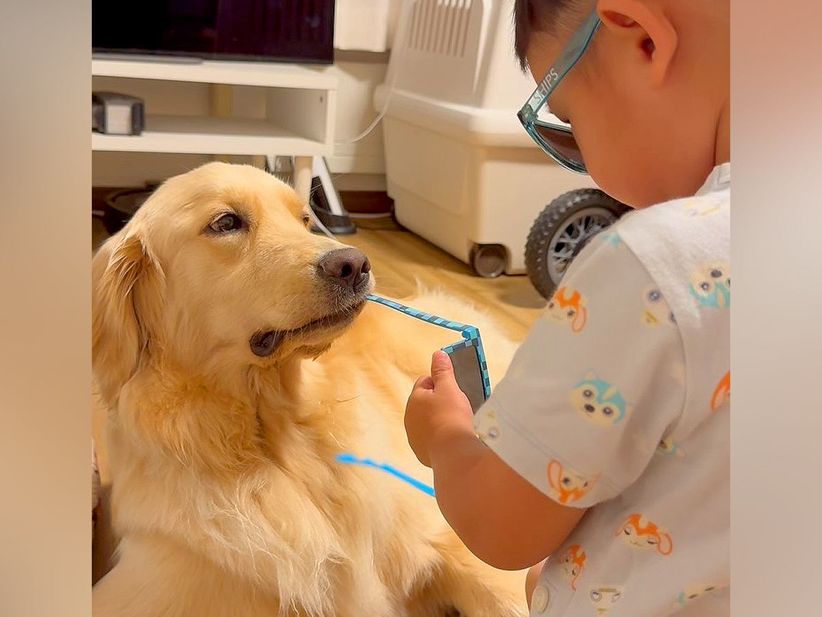 男の子のサングラスを奪った大型犬→困り果ててしまい…あまりにも平和な『尊い攻防戦』と結末が73万再生「幸せな光景」「巨大権力ｗ」と絶賛