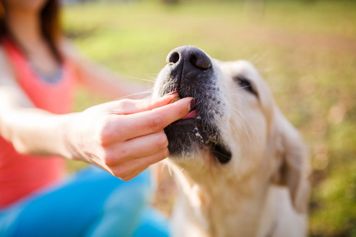 犬も何かに集中していると周りが見えなくなることがある？　アメリカの研究チームが犬の「非注意性盲目」を検証