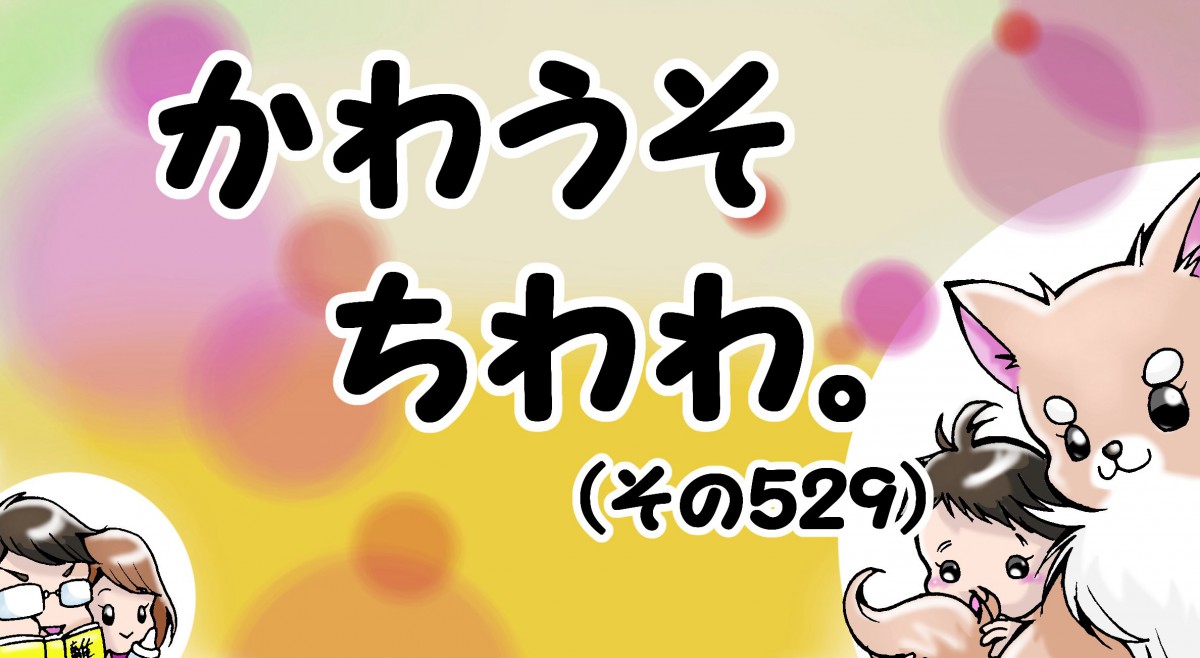 かわうそちわわ。【その529】「やわらかいおやつを頼んでくれました」