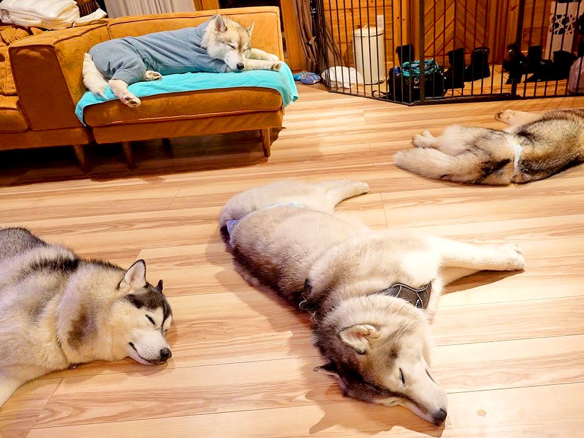 今年初めての雪で大はしゃぎしたハスキー犬たち→部屋に戻ると…まさかの『限界を迎えてしまった光景』が17万再生「落ちてるｗ」「天使みたい」