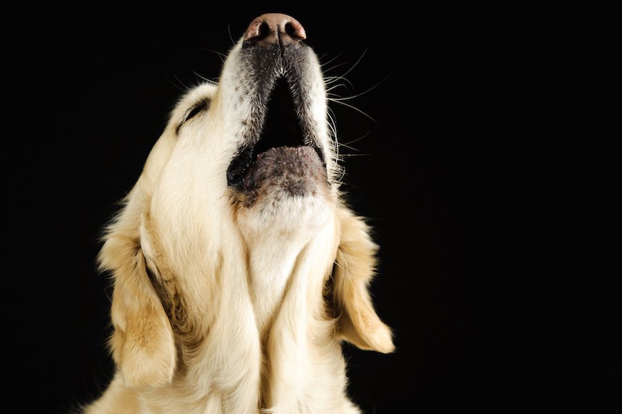 犬の無駄吠えが増えてしまう飼い主の行動６つ