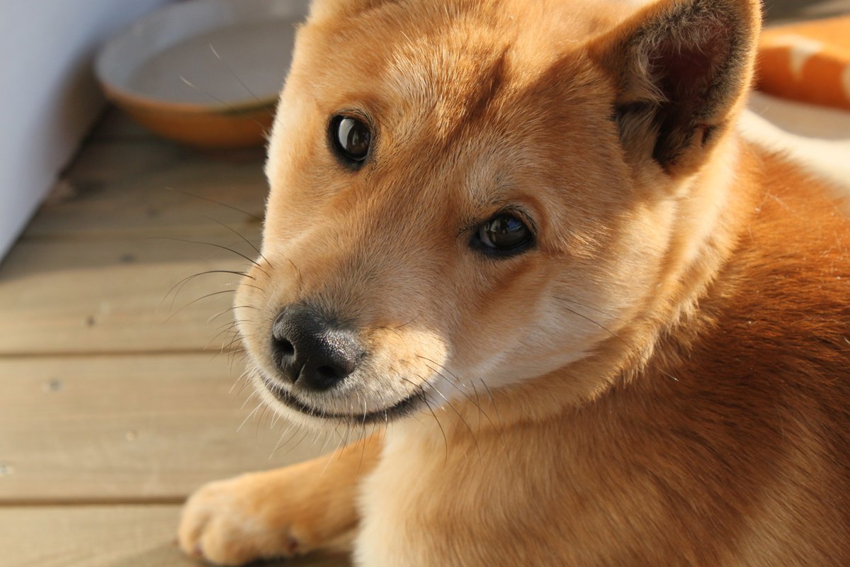 初めての子犬を迎えて、大変だった事や経験した事