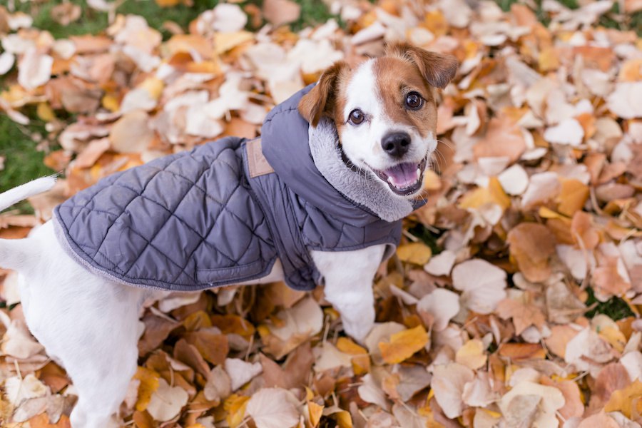 犬と一緒に冬キャンプするときにあると便利なものと注意点