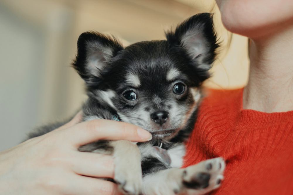 『犬臭くない犬種』4選！体臭が少ないと言われている犬種やニオイを抑えるコツとは？