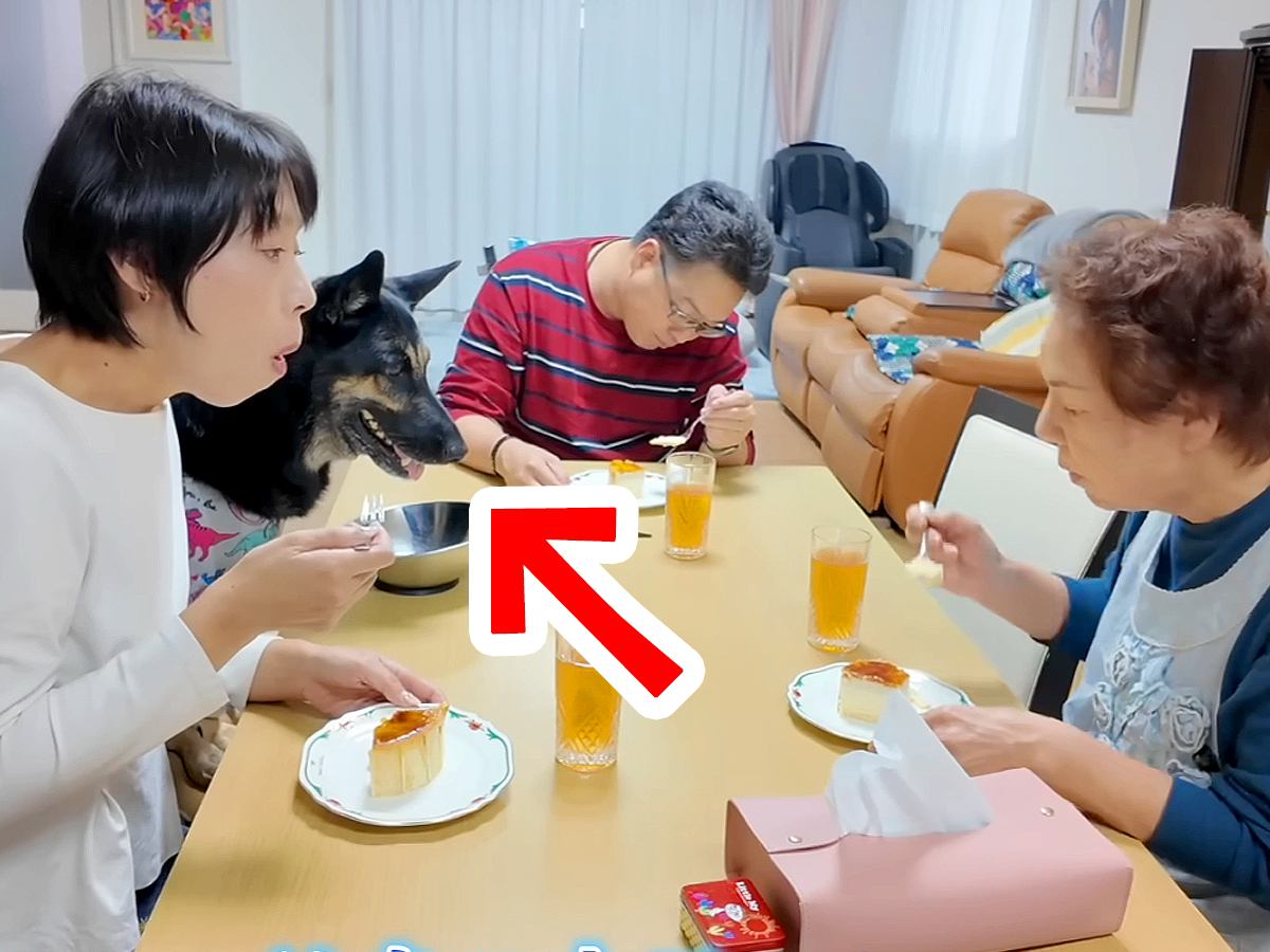 おばあちゃんの家にきた大型犬→みんなでおやつを食べて会話していたら…食卓で見せた『可愛すぎる行動』が8万再生「心が温かくなった」と反響