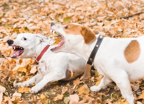 犬に吠えられる人の特徴５つ