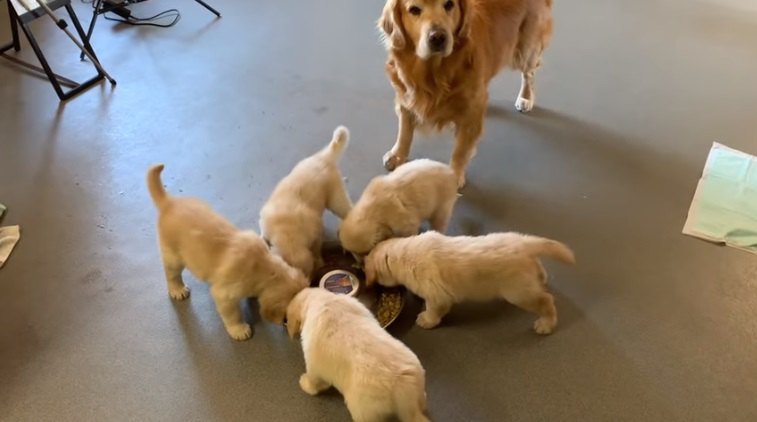 成功か失敗か！？子犬達に序列を教えてみた