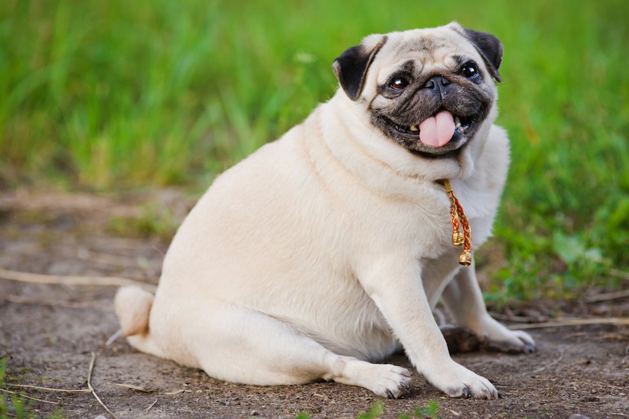 あなたの愛犬はどう？太りやすい犬の特徴６つ