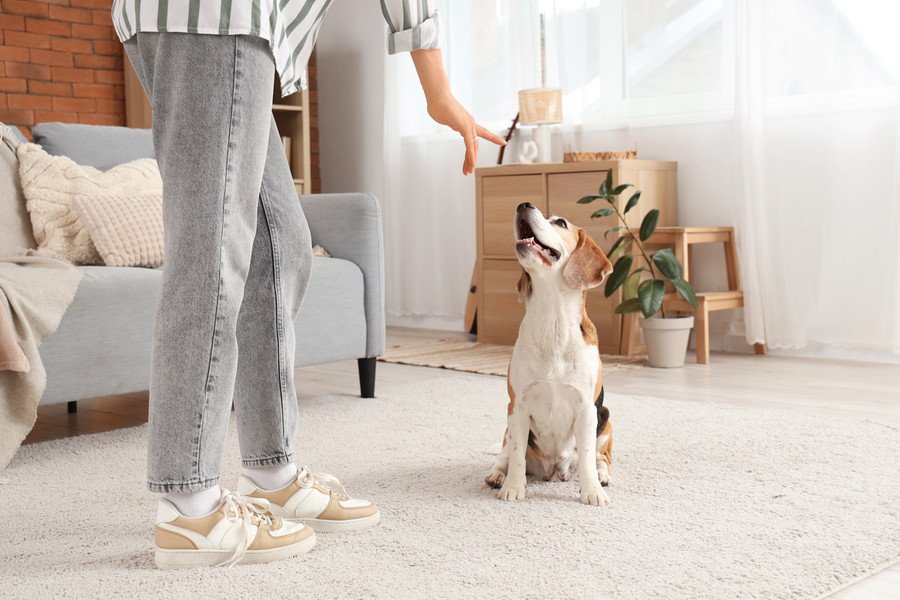 犬に絶対やってはいけない『待て』の仕方4選　愛犬に苦痛を与えるタブー行為とは？