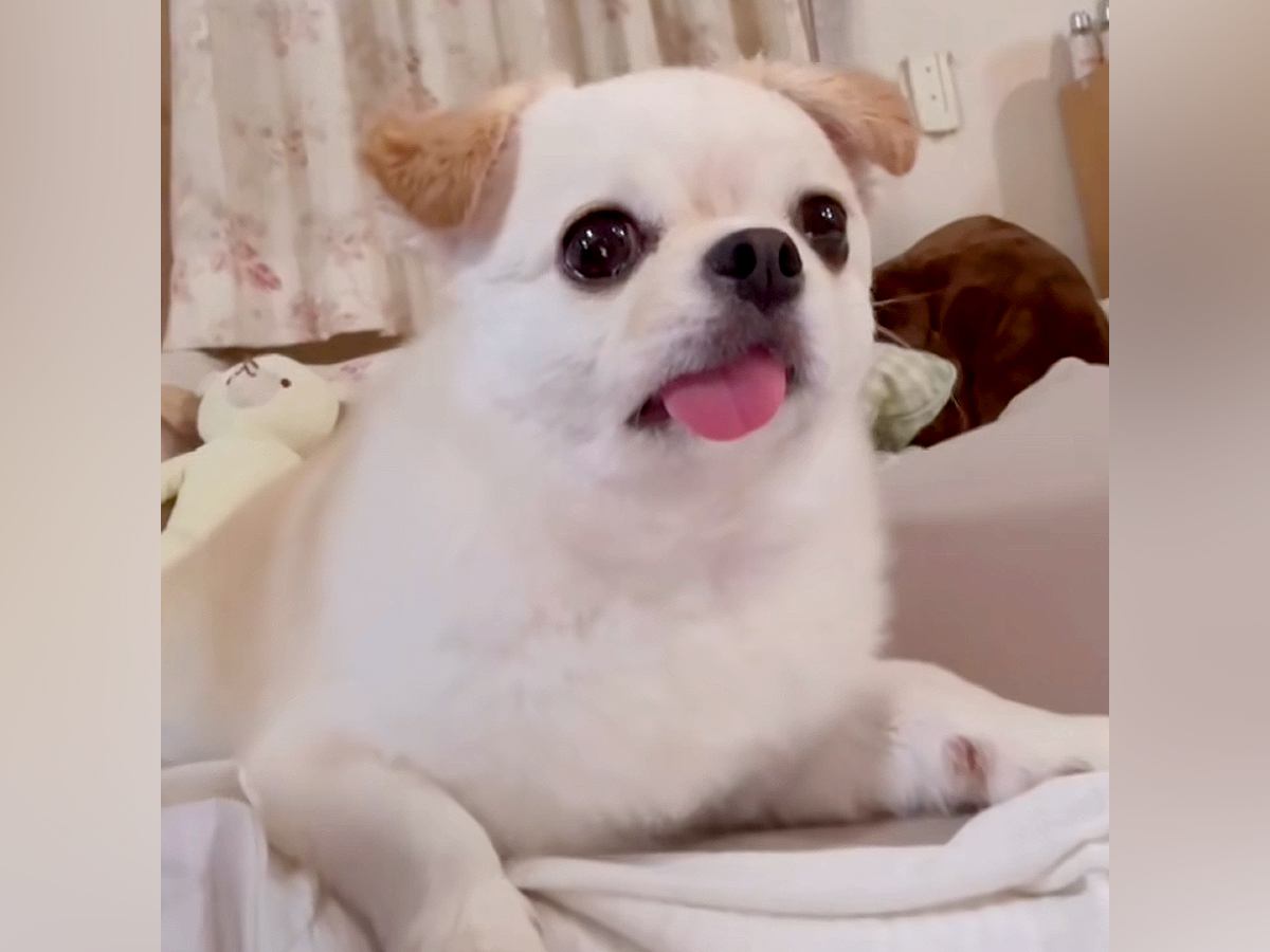 『ホラー番組』を観ていたら、隣にいた犬が…まるで人間のような『完璧なリアクション』が10万再生「完全に全部理解してる顔ｗ」「口角がｗ」