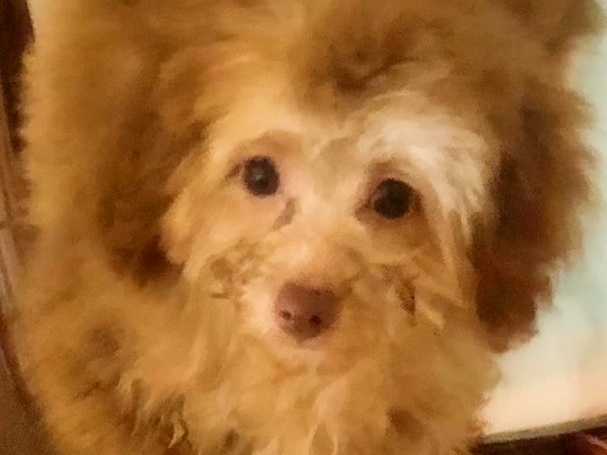 セールで格安だった『売れ残りの茶色い子犬』を飼ったら…もはや別の犬？まさかの『激変した光景』が泣けると反響「感動で涙」「癒やされた」
