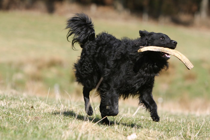 ムーディってどんな犬？その性格や特徴、歴史や運動量について