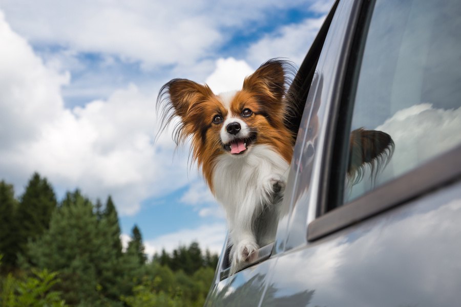 犬を飼う自信がない人が知っておきたい３つのこと