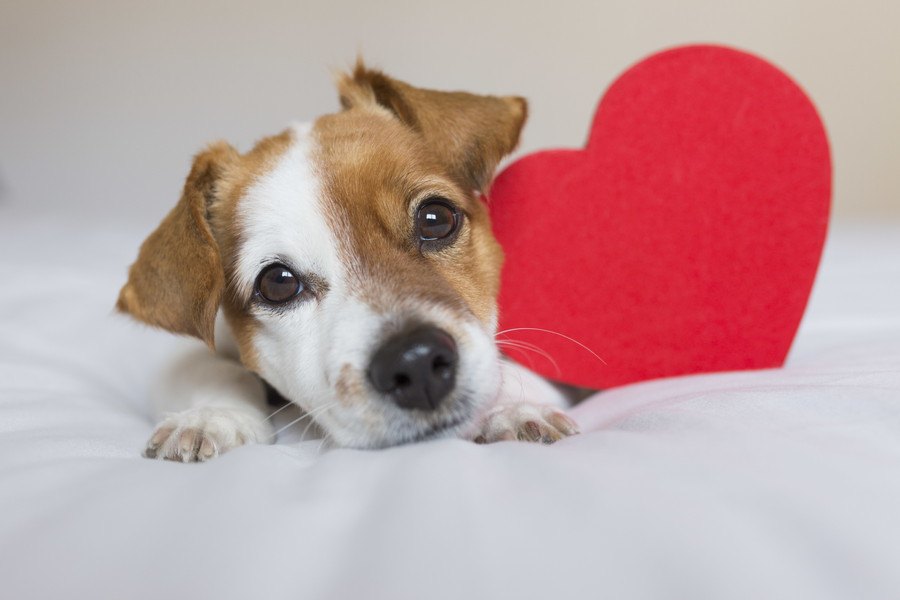 犬が飼い主にする『好きすぎてついやっちゃう行動』５選