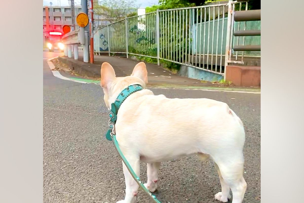 サイレンを鳴らした消防車と一緒に遠吠えする犬→『カッコよく吠える』と思いきや…予想を裏切る『まさかの光景』が79万再生「猫かな？ｗｗ」