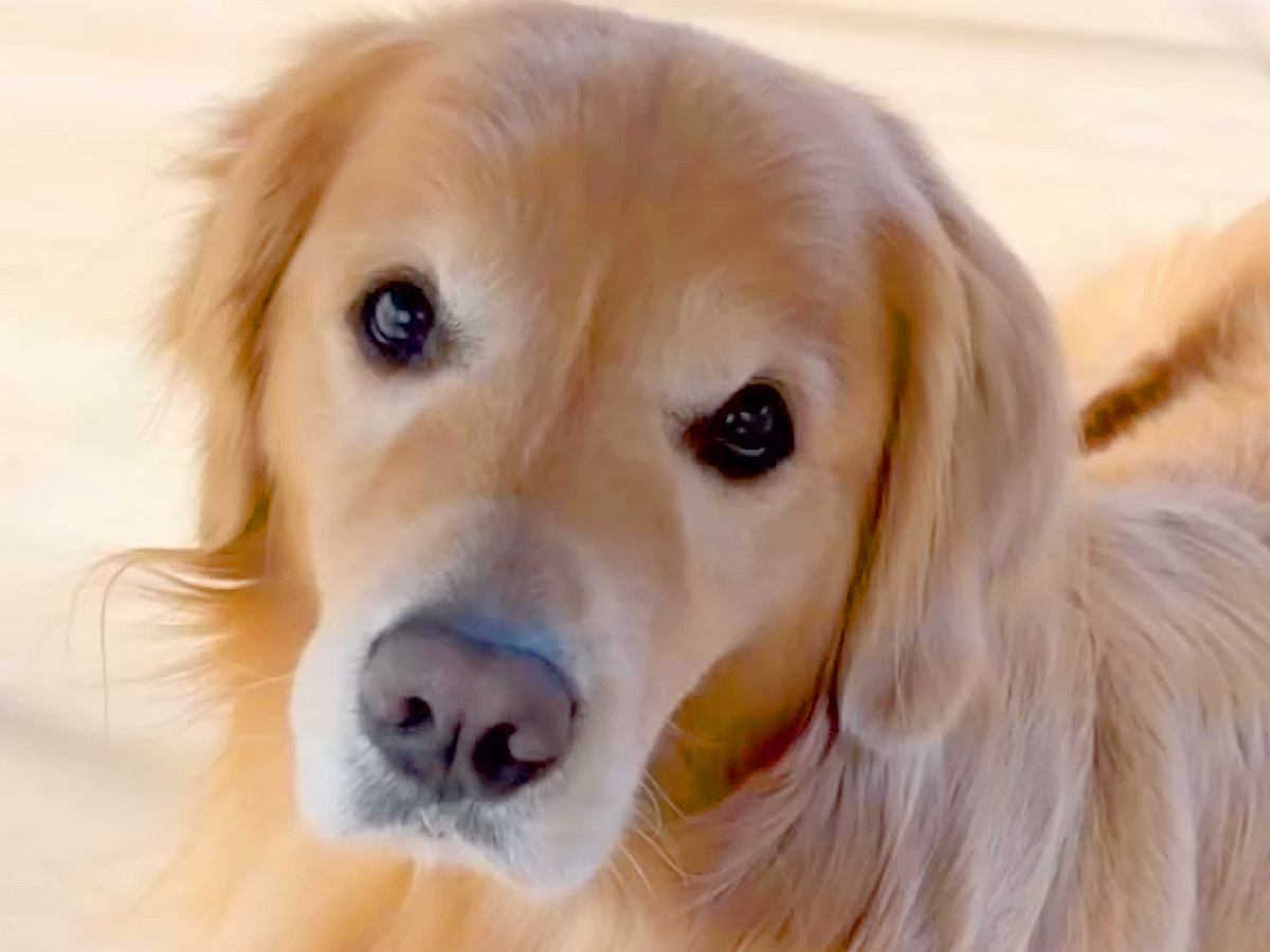 『ご飯にするぞー』と言うと、大型犬が…あまりにもお利口さんな『まさかの行動』に「ご飯用ハウス素敵」「顎載せポーズたまらん」と反響