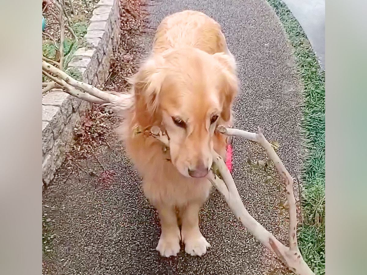 大型犬が『大きな枝を拾った』結果…どうしても持ち帰ろうとする姿が『男子小学生のようだ』と47万再生「運ぶの可愛すぎるｗ」「一生懸命」