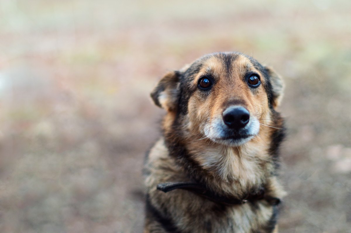 犬が悲しい気持ちになっている時の仕草4選