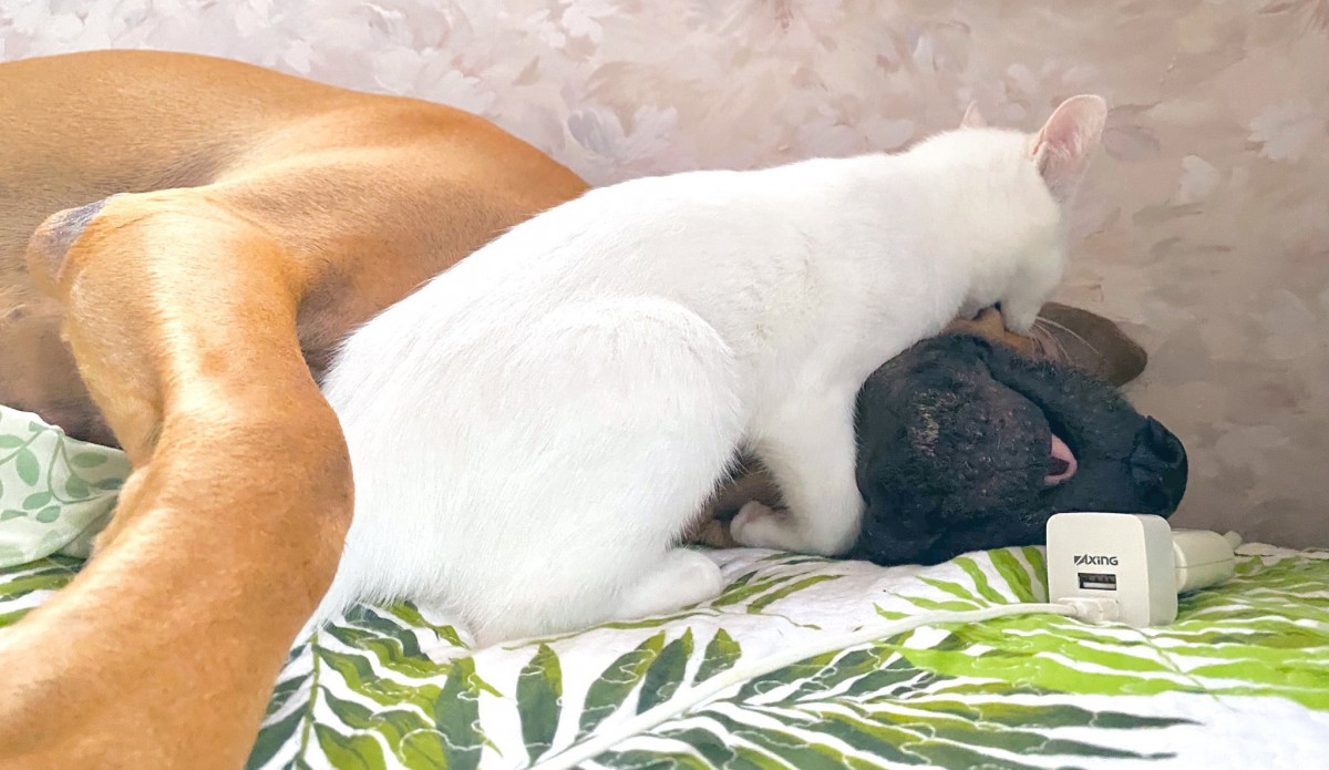 白猫さんの「ガブーッ」で起こされる土佐犬さんがかわいい♡と話題