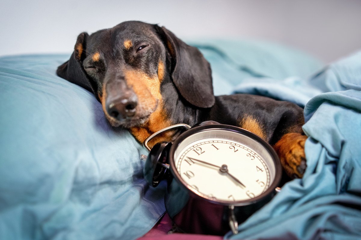 犬は『時間』を理解している？ごはんのタイミングがわかる理由や注意すべきポイントまで