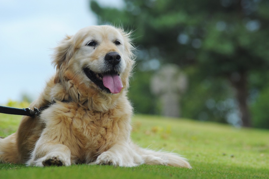 そろそろ準備する時期かな？愛犬にステップ台が必要かどうか見極めよう