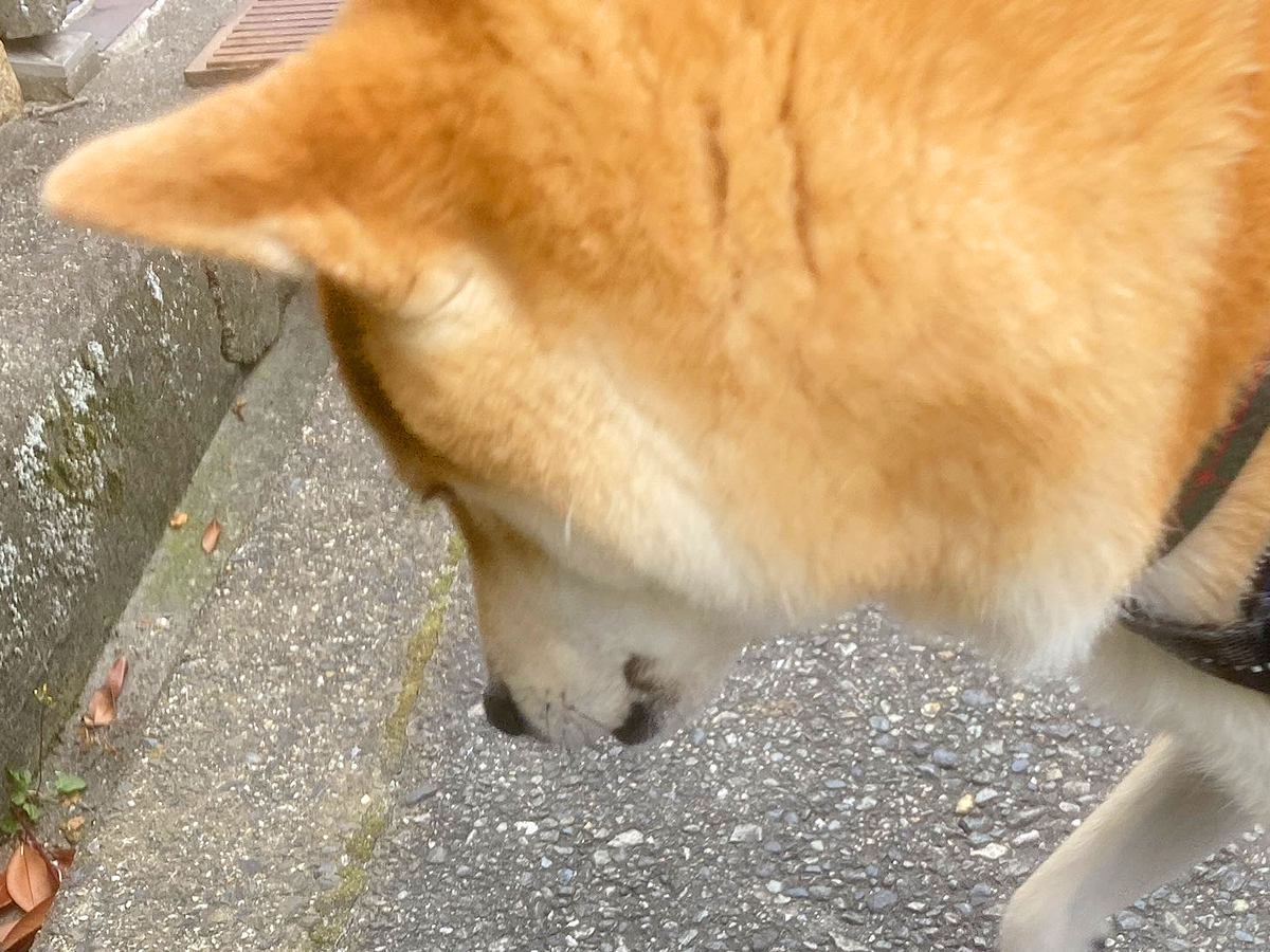 『君がいなかったら気付かなかった』散歩中、ふと立ち止まった犬の足元に…優しくて尊い光景が207万表示「小さな幸せ」「素敵」と絶賛の声