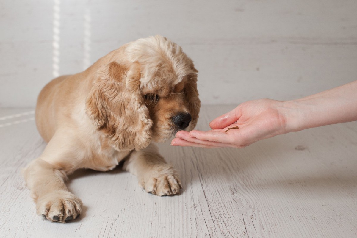 犬を飼ったら絶対しなければならない5つのこと　飼う前に知っておきたかった大変なお世話