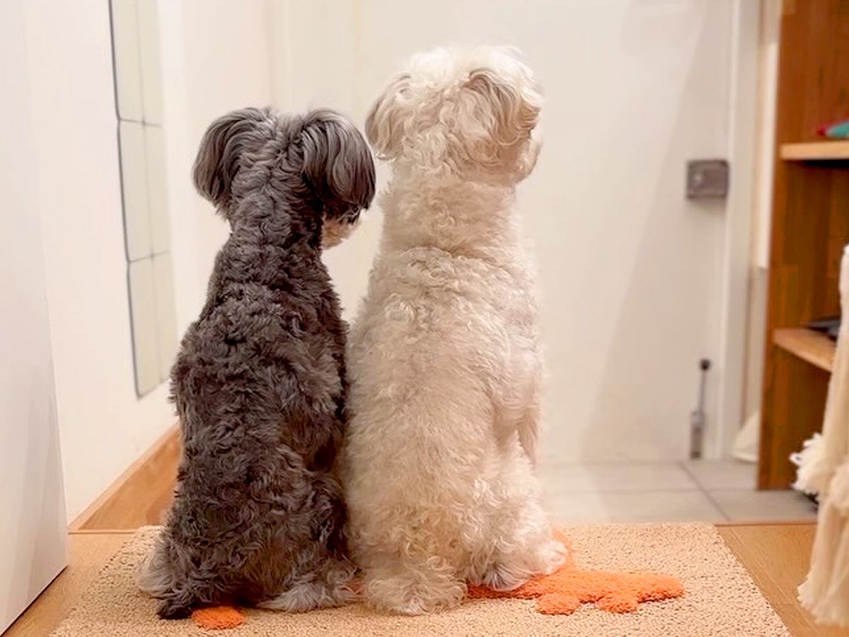 単身赴任していたお父さんが帰宅→2匹の犬がお出迎えをして…愛に溢れた『本当のおかえり』に感動「泣ける」「後ろ姿が健気」と7万再生の反響