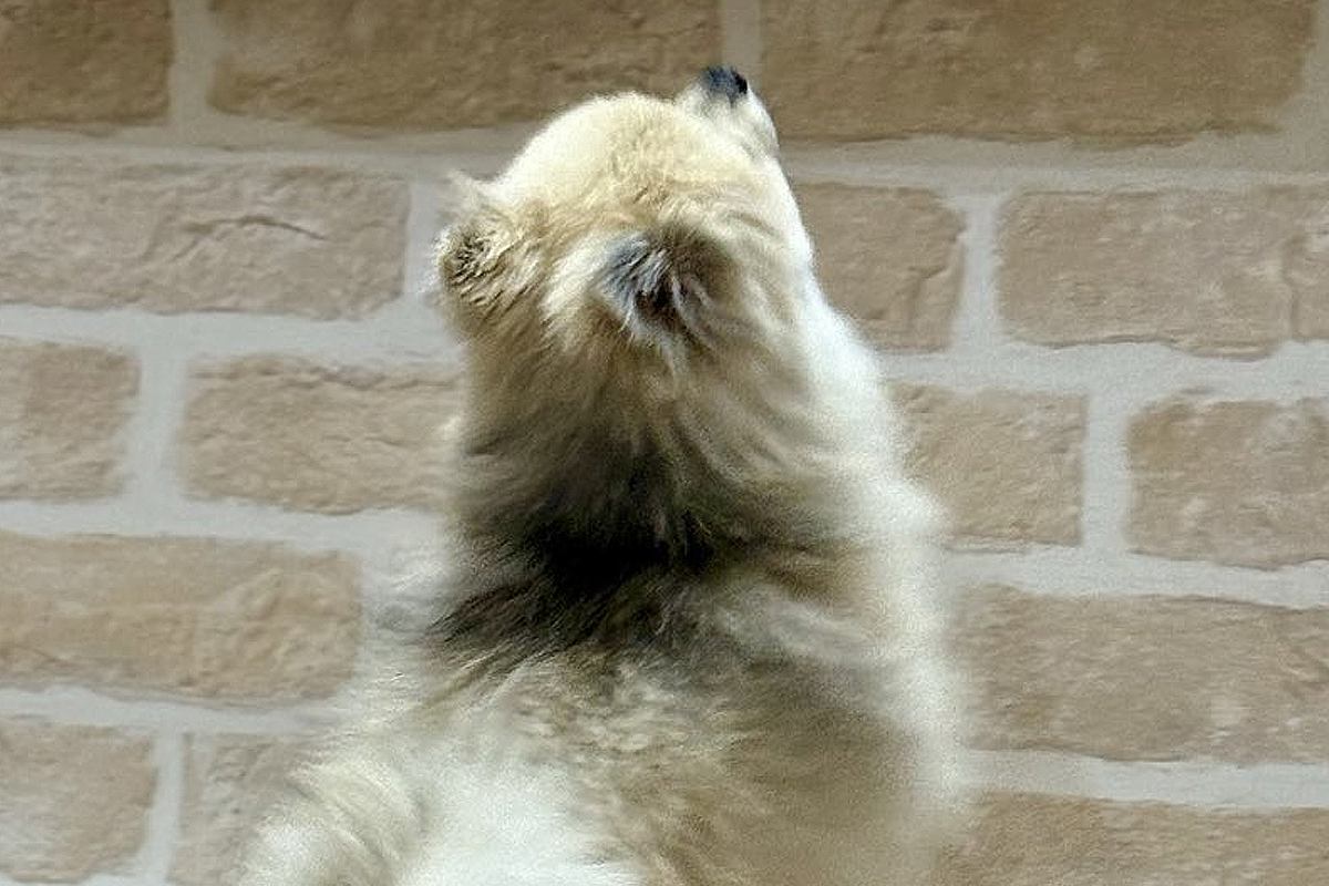 医者から『後ろ足の筋肉』を褒められた小型犬→飼い主だけが知っている『本当の理由』に5万いいね「自主トレで草」「忍者犬すげぇｗｗ」の声