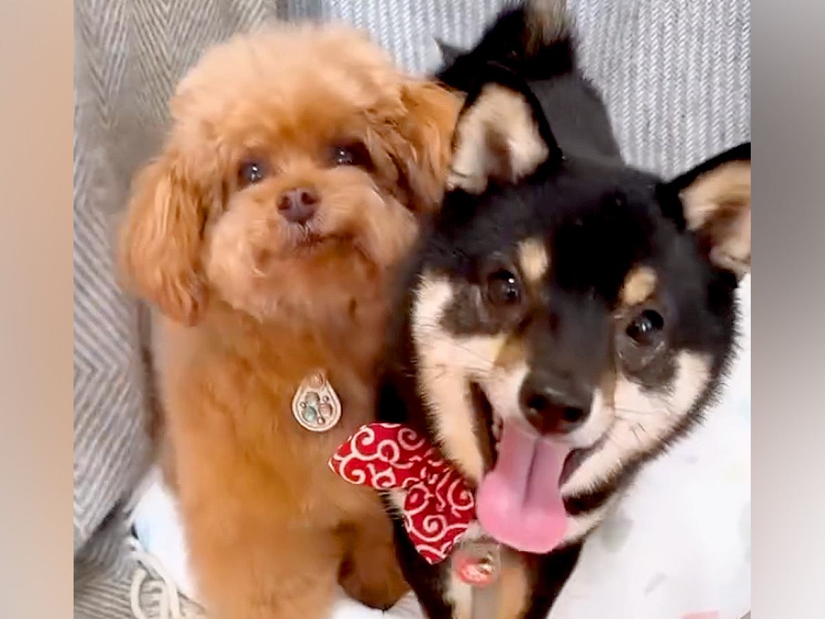 犬2匹に『ハウス』と言った結果→ケージに入った瞬間に…思わず悶絶する『予想外の行動』が84万再生「可愛すぎてAIかとｗ」「天使」と反響