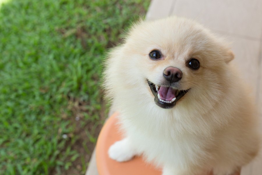 ふとした仕草にキュン…♡愛犬の優しさを感じる行動５つ