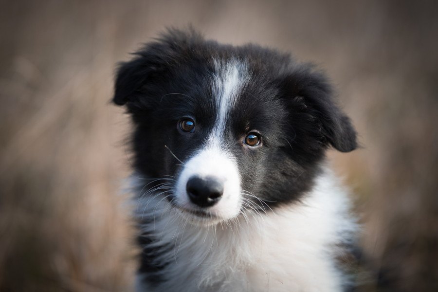 プライドが傷つきやすい犬の特徴７つ