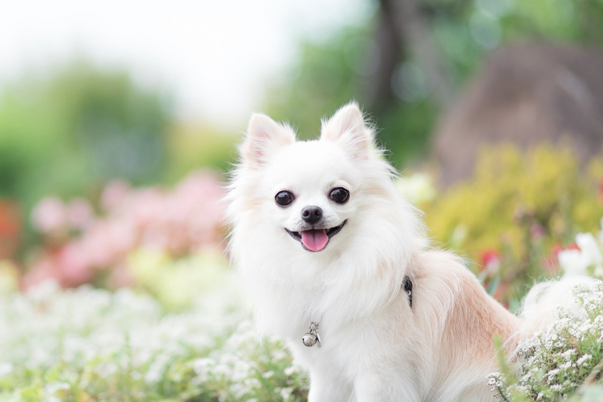 春に注意すべき『犬の病気』3つ　危険な症状や悪化させないための対策まで