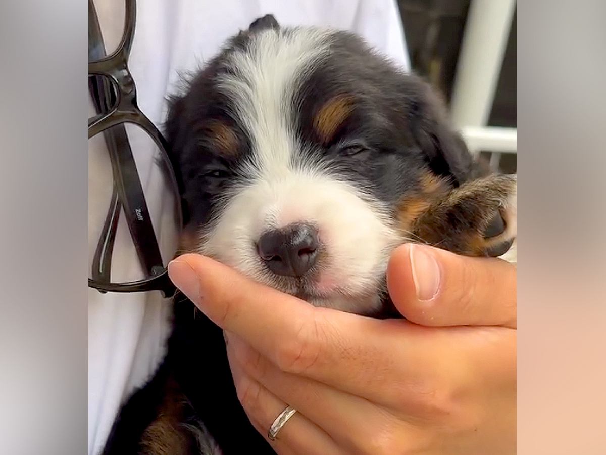 3キロだった超大型犬の赤ちゃん→たった半年後…衝撃的な『8倍の体重になった光景』が11万再生「成長早すぎｗ」「こんな大きくなるの？」