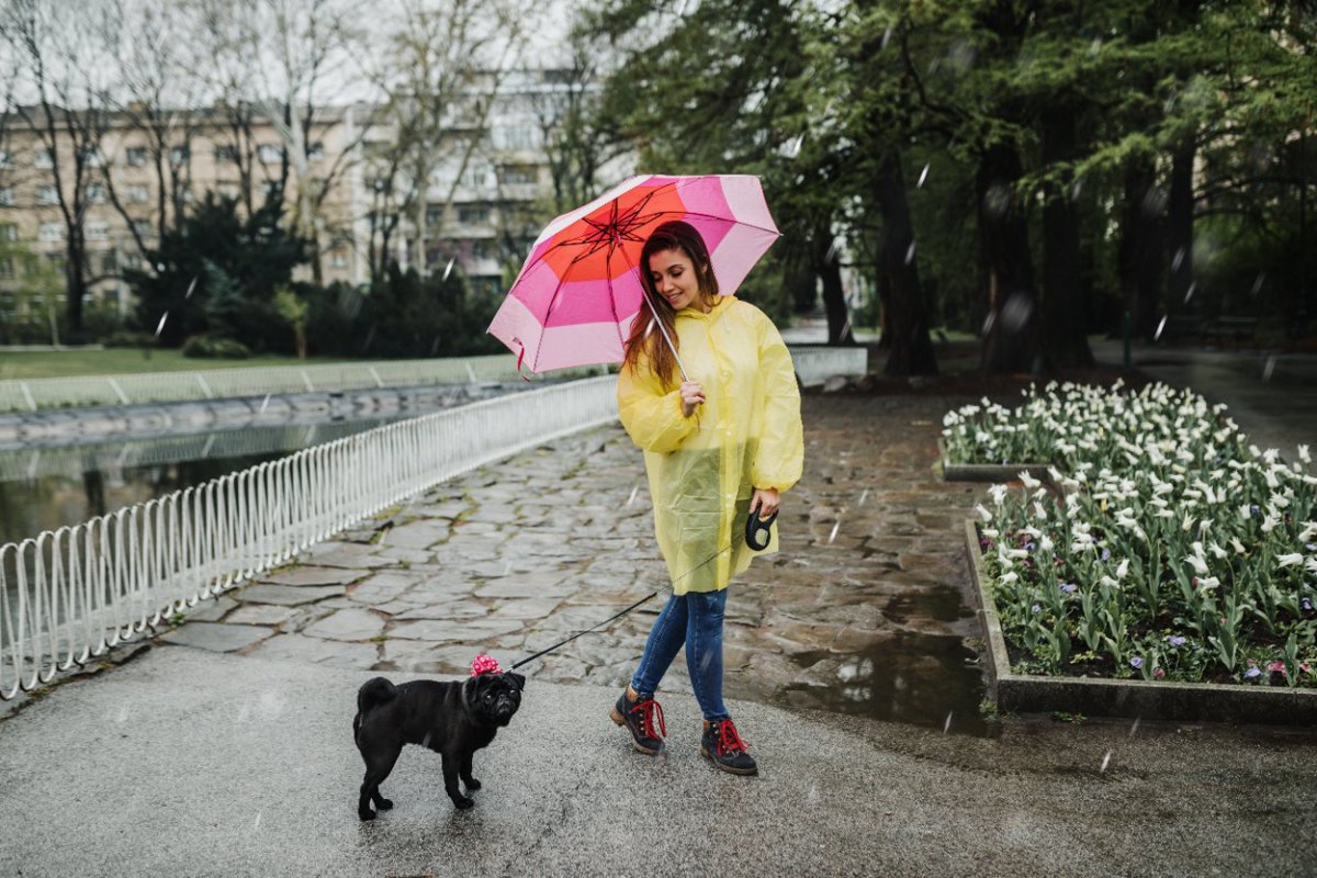 梅雨にありがちな犬のトラブル5選！病気になってしまうNGな過ごし方とは？