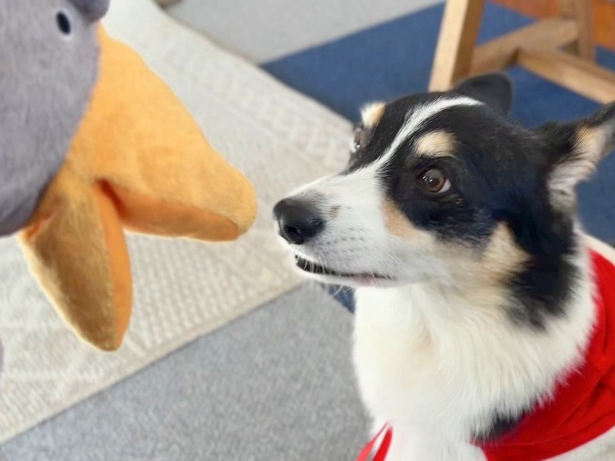 ぬいぐるみと犬の『鼻キス写真』を撮りたかっただけなのに…思っていたのと違う『想定外な光景』に1万いいね「荒ぶってて草」「躍動感ｗ」と爆笑