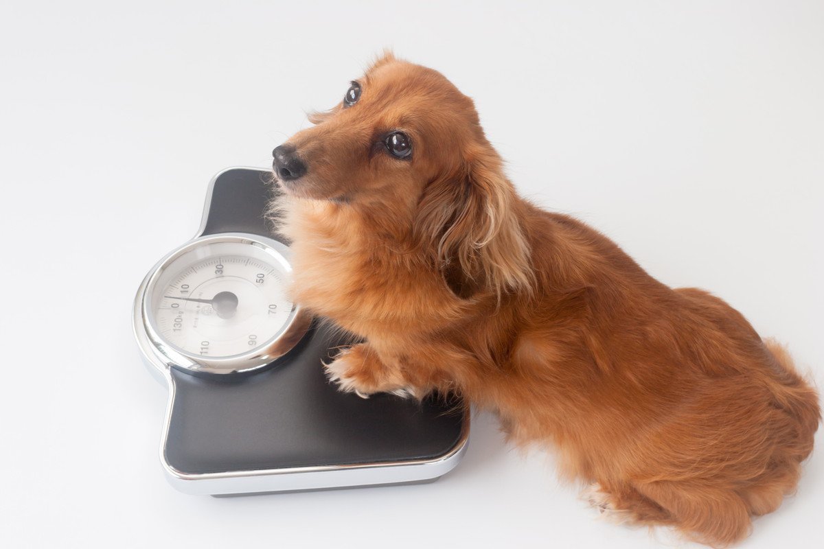 【現役獣医が解説】愛犬が太ってきたら、どうしたらいい？体重管理の仕方から適切なダイエット法まで