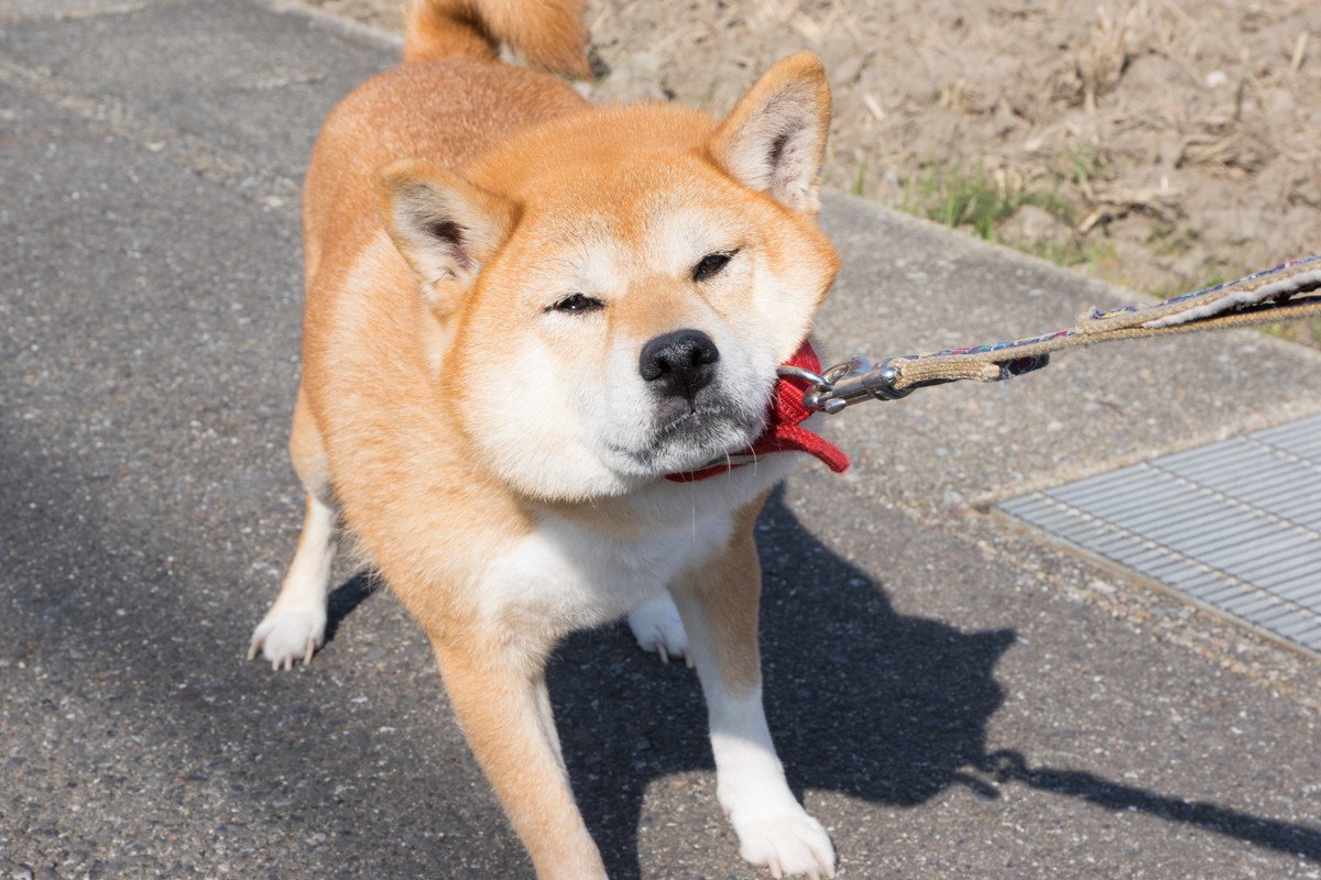 柴犬特有の『柴距離』ってなに？どんなときに距離をとりたがるの？離れたがる心理まで