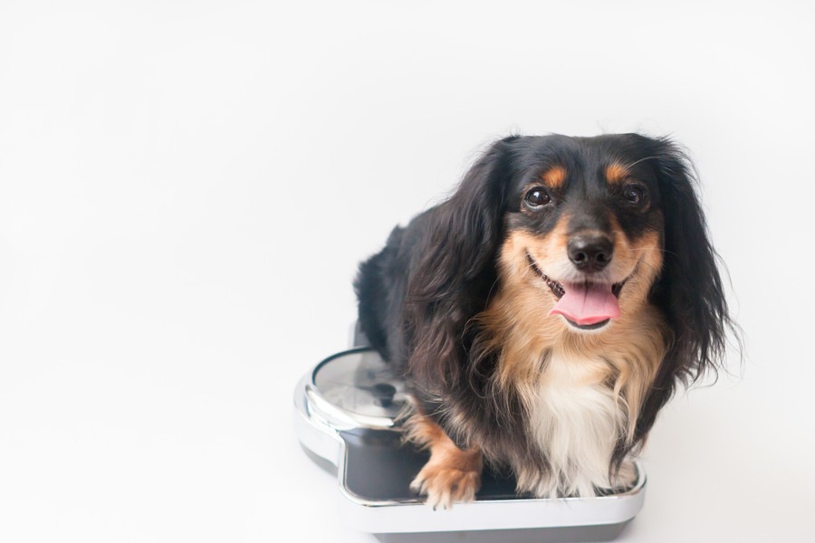 愛犬の太りすぎ・痩せすぎによるリスク