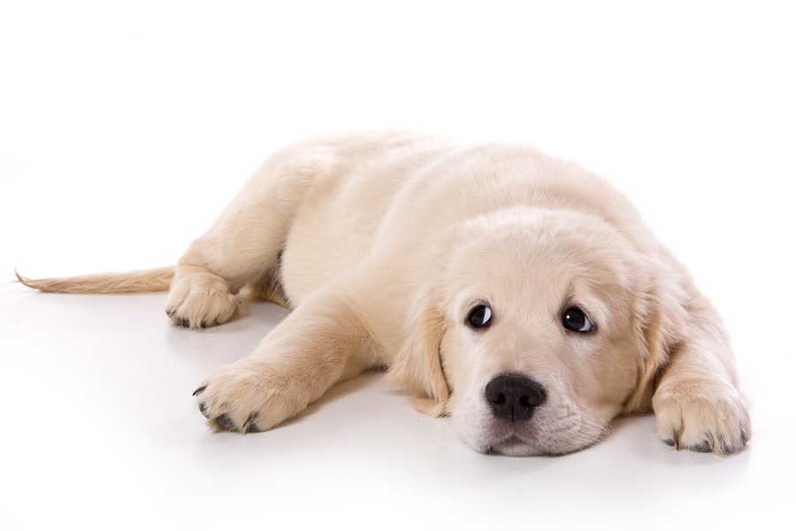 【おさらい】犬の仕草から読み取る感情【基本編】